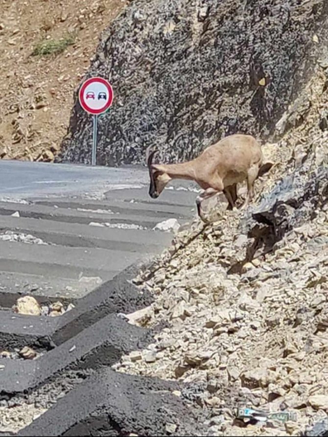 Hakkari’de Dağ Keçisi Sürüsü Yola İndi