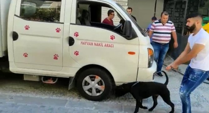 Kadıköy’de Köpek Saldırısı: Köpeğin Sahibine Para Cezası Yağdı