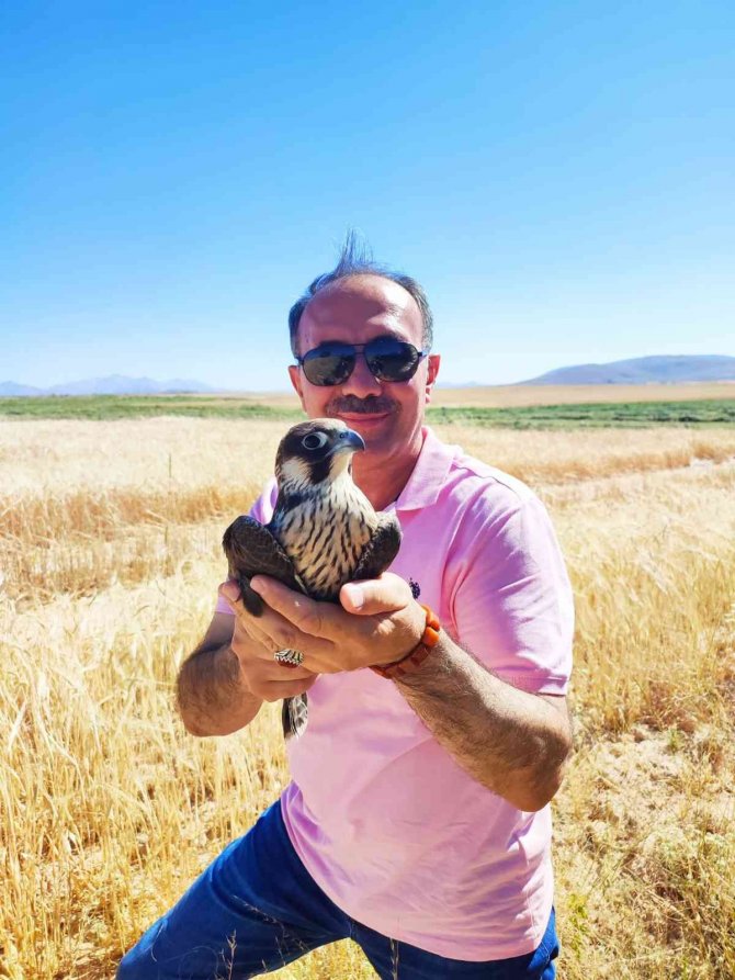 Yol Kenarında Yaralı Buldukları Doğana Yardım Eli Uzattılar