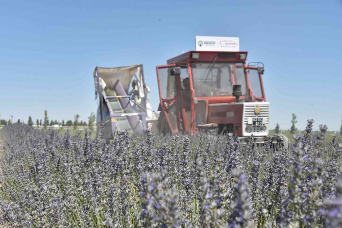 Karatay Lavanta Bahçesi’nde Hasat Zamanı