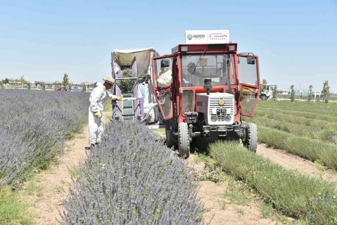 Karatay Lavanta Bahçesi’nde Hasat Zamanı