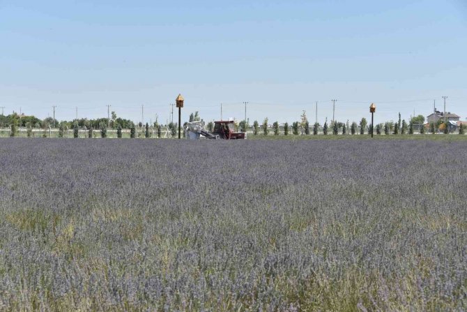 Karatay Lavanta Bahçesi’nde Hasat Zamanı