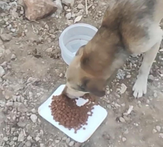 Marmaris Ve Datça’da Yangından Etkilenen Hayvanlara Yem Ve Su Desteği
