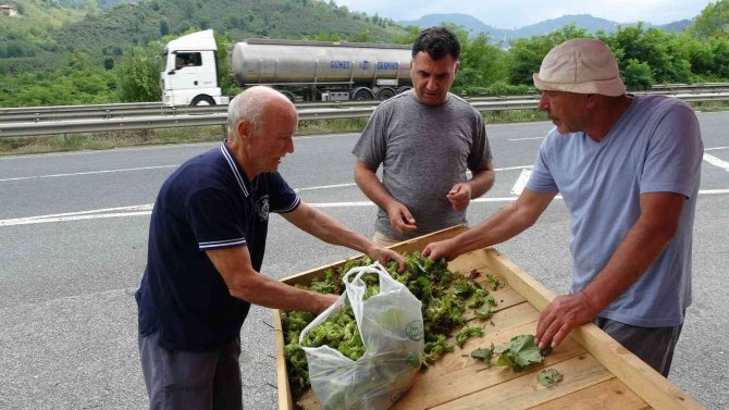 Ordu’da Yeni Fındık Hasattan Önce Tezgahlarda
