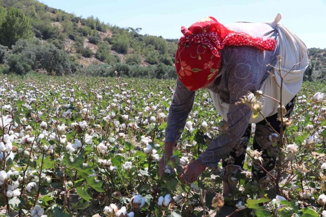 Türkiye’nin İlk Pamuk Hasadı Söke’den
