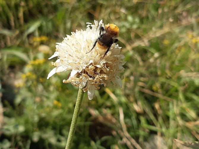 Endemik Bitki İnceleme Altında