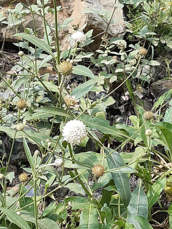 Endemik Bitki İnceleme Altında