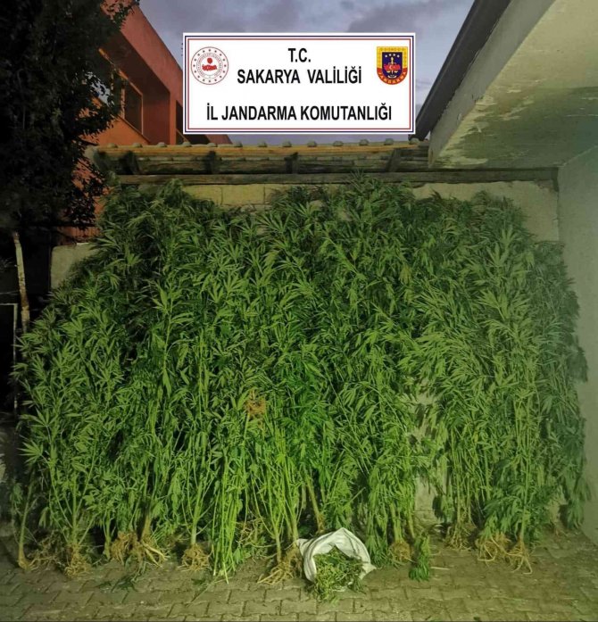 Jandarmadan 2 İlçede Uyuşturucu Operasyonu: 2 Gözaltı
