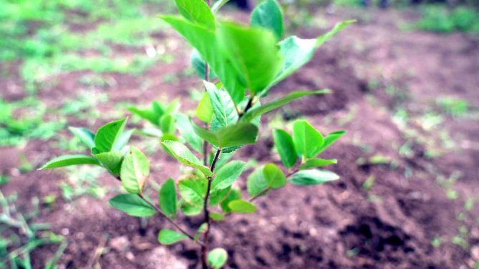 Geleceğin Meyvesi ‘Aronya’ Samsun’da Üretiliyor