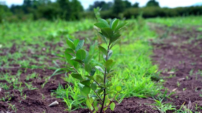 Geleceğin Meyvesi ‘Aronya’ Samsun’da Üretiliyor