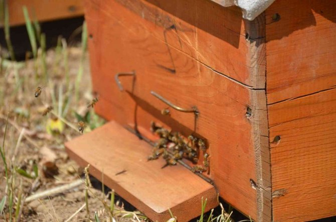 Şırnak’ta 700 Ton Baldan 150 Milyon Lira Gelir Hedefleniyor