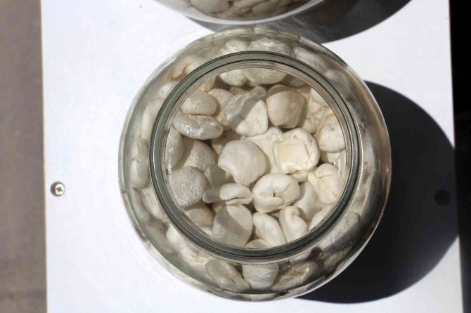 Fiyatı Altınla Yarışıyor Adeta Şifa Deposu