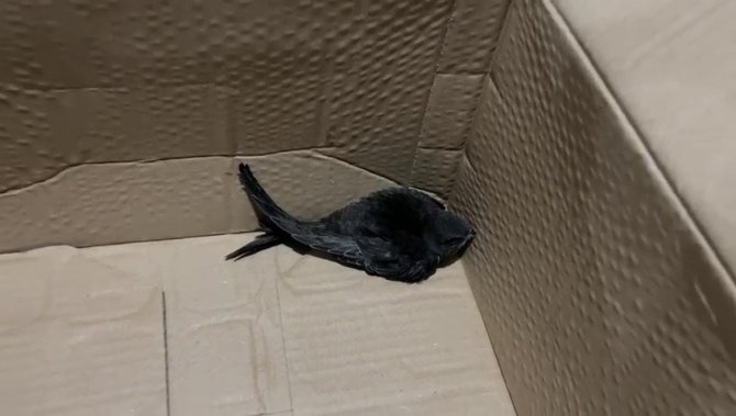 İ̇lk Başta Kırlangıç Sandı, Araştırıp Öğrenince Yoğun Duygular Yaşadı