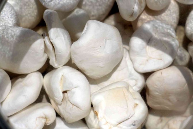 Fiyatı Altınla Yarışıyor Adeta Şifa Deposu