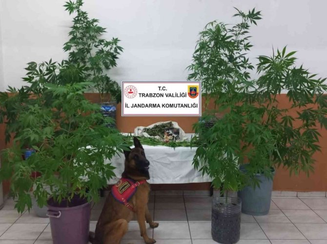 Evinin Üst Katında Yetiştirdiği Kenevir Jandarmaya Takıldı