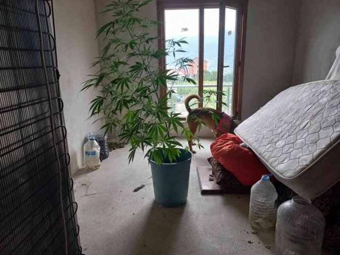 Evinin Üst Katında Yetiştirdiği Kenevir Jandarmaya Takıldı