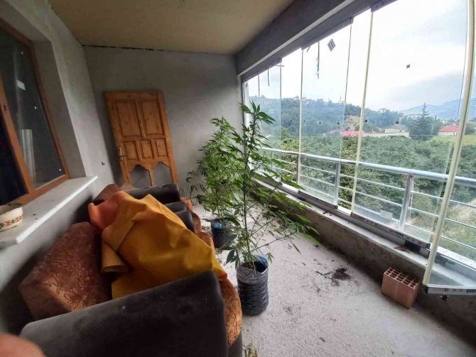 Evinin Üst Katında Yetiştirdiği Kenevir Jandarmaya Takıldı