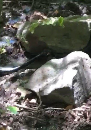 Yılanların Birbirini Yemeye Çalışması Görüntülendi