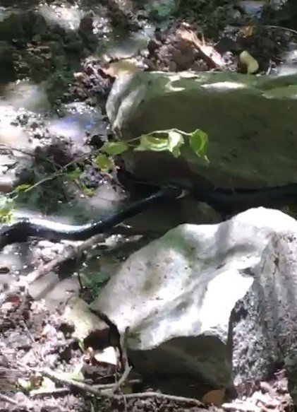 Yılanların Birbirini Yemeye Çalışması Görüntülendi