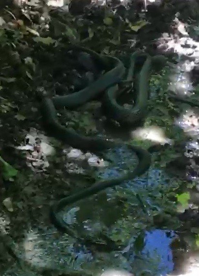 Yılanların Birbirini Yemeye Çalışması Görüntülendi