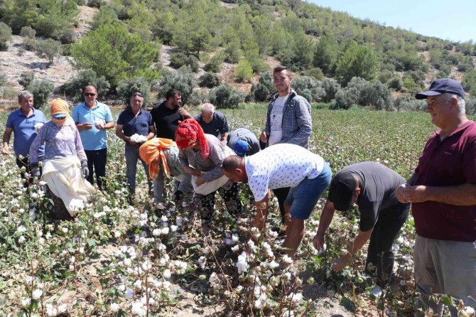 Türkiye’nin İlk Pamuk Hasadı Söke’den