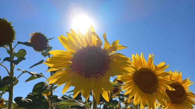 Ayçiçek Tarlalarındaki Masalsı Manzara Havadan Görüntülendi