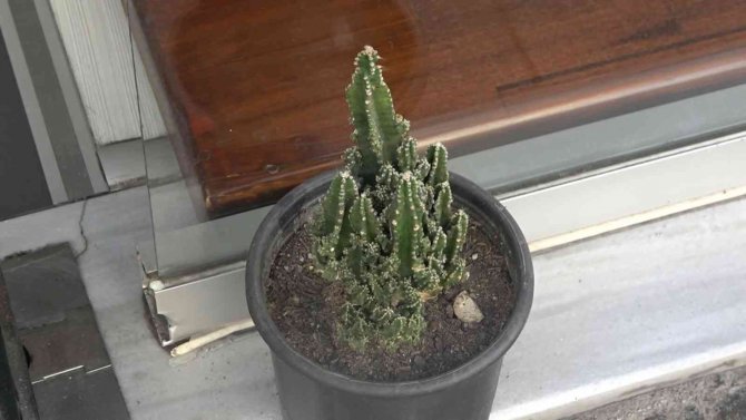 Yalova’da Çiçek Hırsızı Kameralara Yakalandı