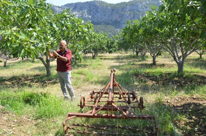 800 Rakımlı Mahallede Yaş İncir Rekoltesi Üreticinin Yüzünü Güldürecek
