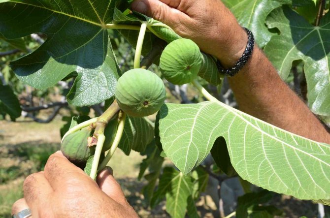 800 Rakımlı Mahallede Yaş İncir Rekoltesi Üreticinin Yüzünü Güldürecek