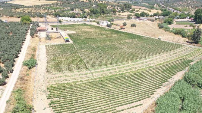 Didim Belediyesi’nin Mahsulleri Didimlilere Kazandırılıyor