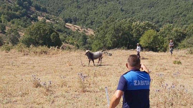 Kurbanda Kaçtı, 26 Gün Sonra Yakalandı