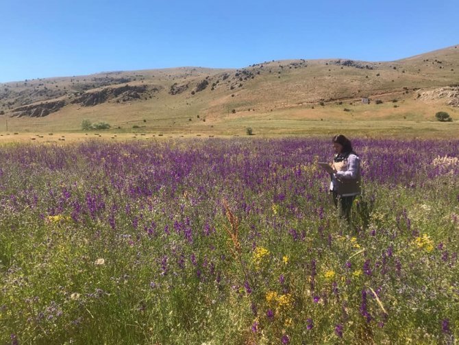 Bayburt’ta Yem Bitkileri Kontrolleri