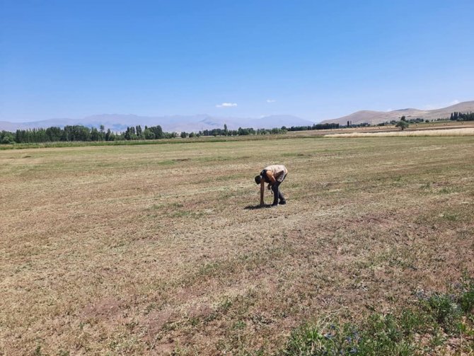 Bayburt’ta Yem Bitkileri Kontrolleri