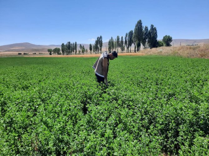 Bayburt’ta Yem Bitkileri Kontrolleri