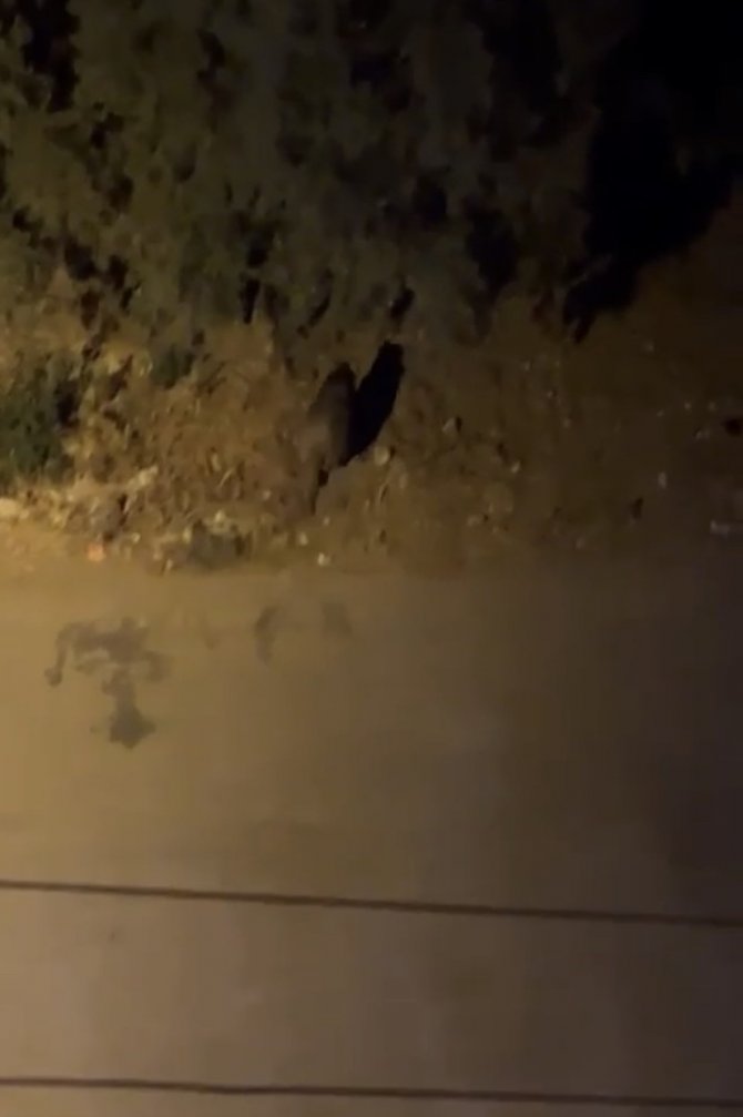 Bursa’da Polis Şehir Merkezine İnen Domuzu Sirenle Kovaladı