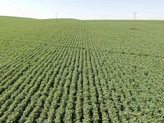 Çölün Ortasında Karadeniz’i Aratmayan Görüntü