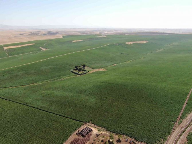 Çölün Ortasında Karadeniz’i Aratmayan Görüntü