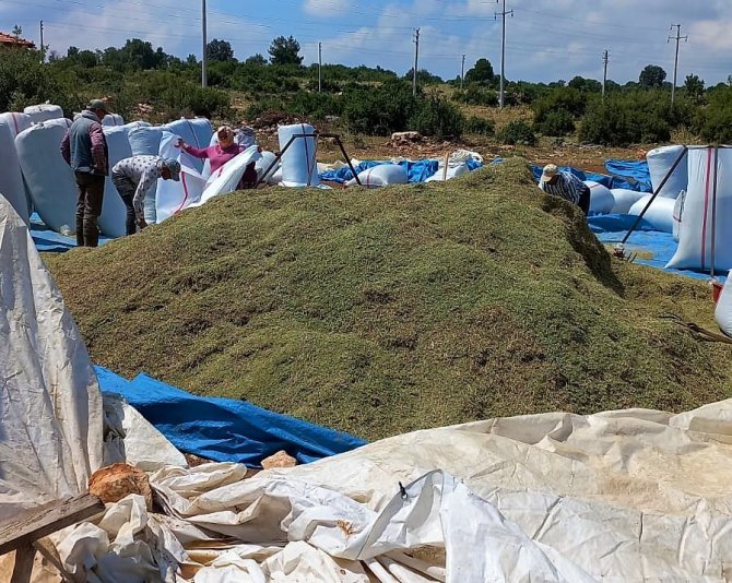 Kekik Üreticileri Oluşan Fiyattan Memnun Kalmadı