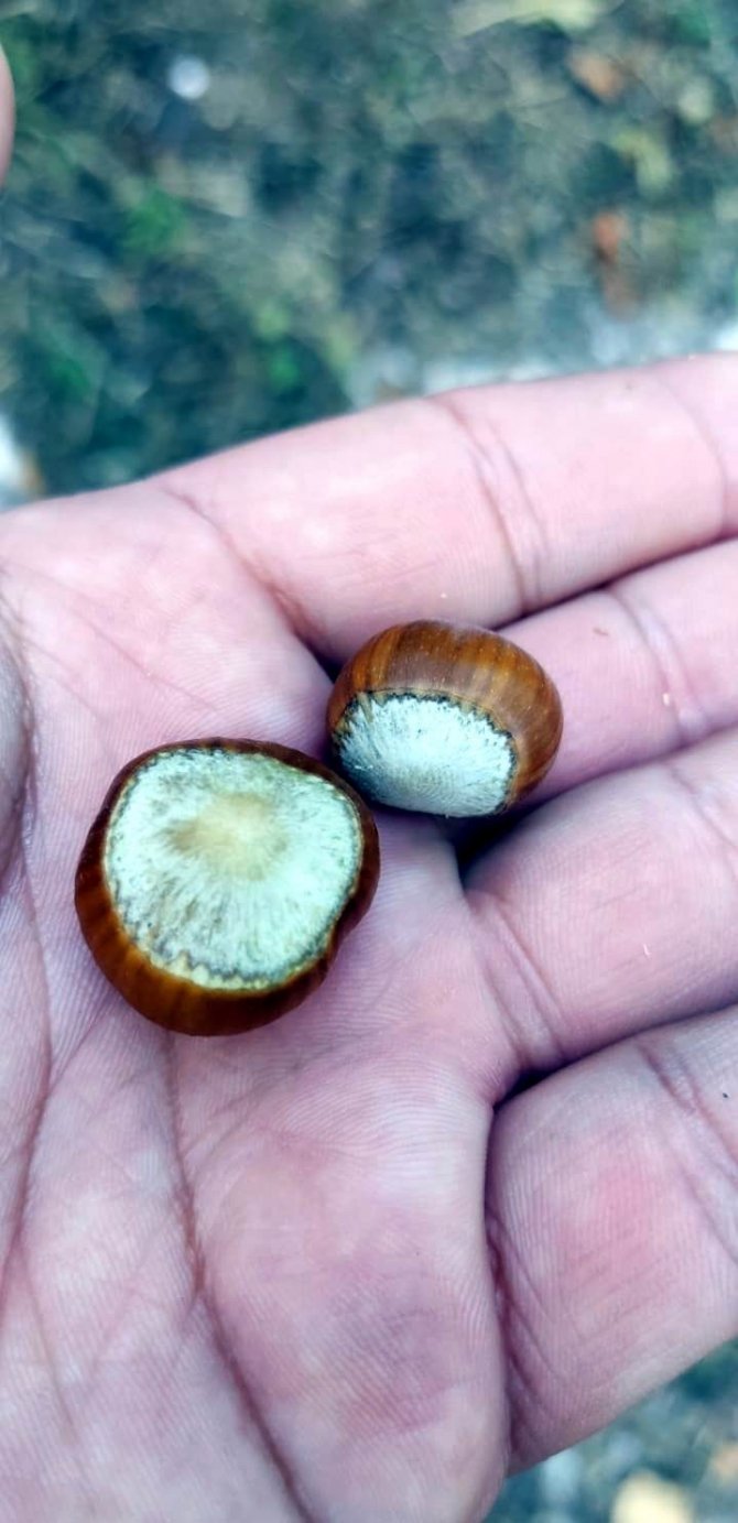 Terme’nin Fındık Bahçeleri Türkiye Ve Dünyaya Örnek Olacak