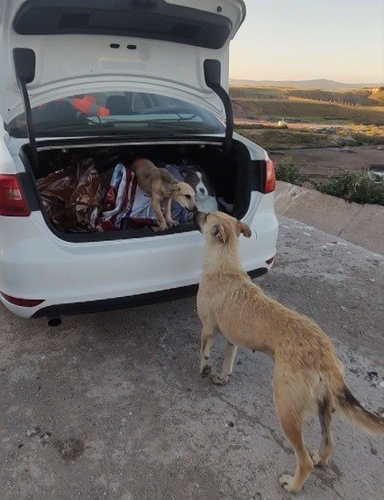 Ön Ayaklarını Kullanamayan Yavru Tedavisinin Ardından Annesinin Yanına Koştu