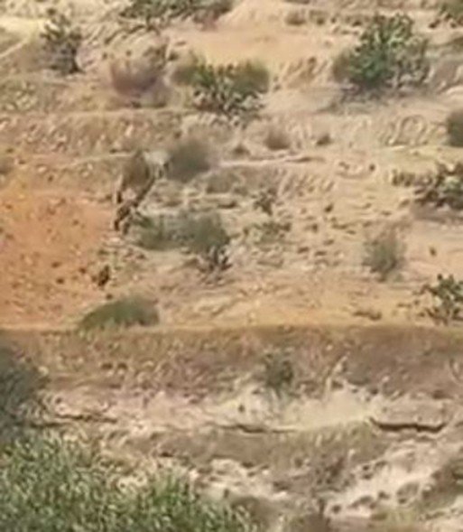 Aç Kalan Domuz Sürüleri Antep Fıstığı Bahçelerine Dadandı