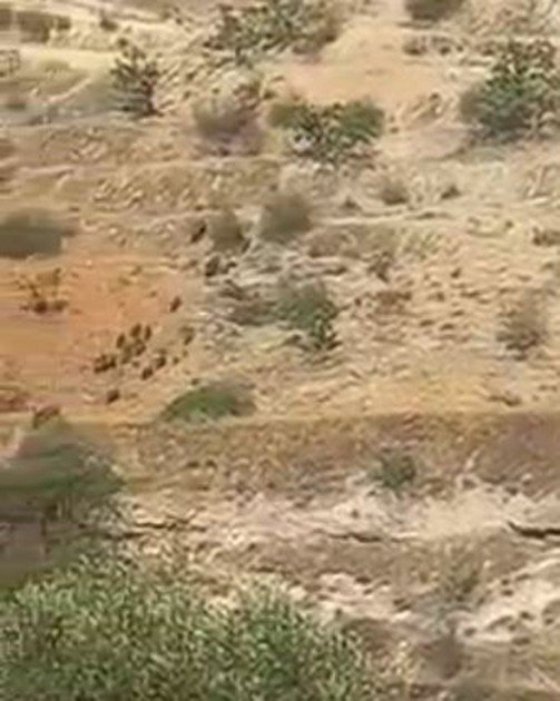 Aç Kalan Domuz Sürüleri Antep Fıstığı Bahçelerine Dadandı