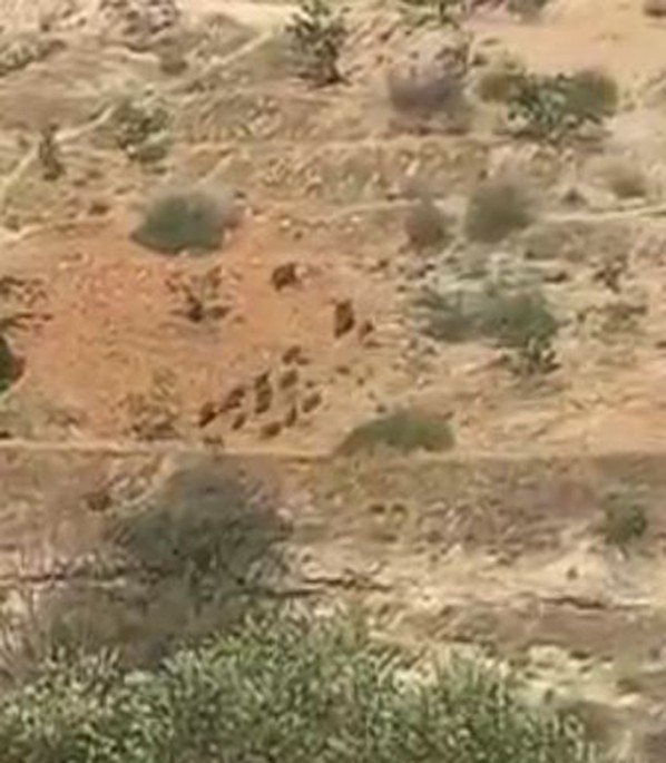 Aç Kalan Domuz Sürüleri Antep Fıstığı Bahçelerine Dadandı