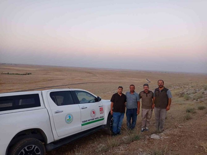 Sarnıca Düşen Çöl Varanı Kurtarıldı