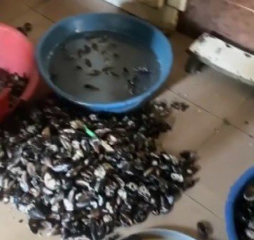 İ̇zmir’de Sağlıksız Koşullarda Üretilen 250 Kilogram Midyeye El Konuldu