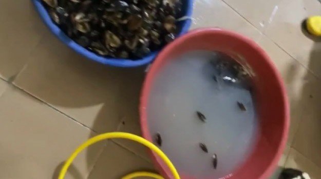 İ̇zmir’de Sağlıksız Koşullarda Üretilen 250 Kilogram Midyeye El Konuldu