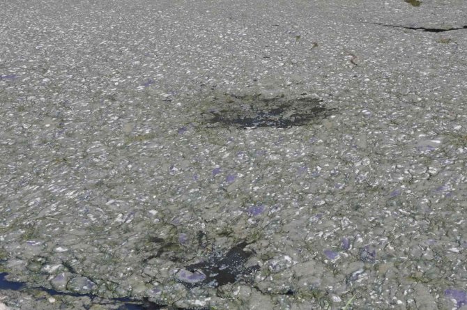 Kars Çayı’na Bırakılan Atıklar Barajda Toplandı