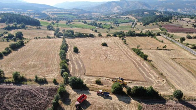 Buğdayın Atası ‘Siyez’de Hasat Başladı