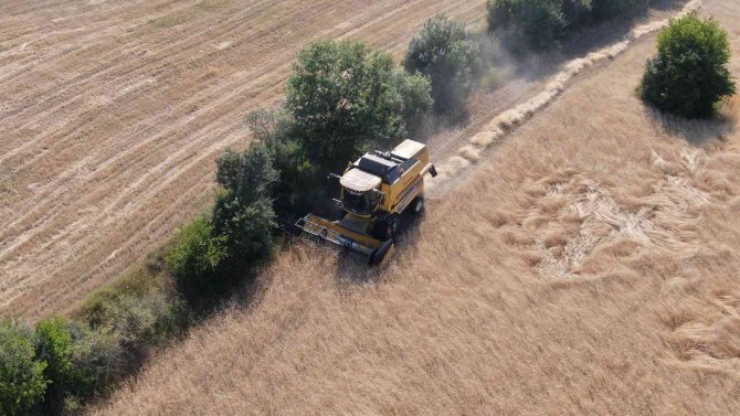 Buğdayın Atası ‘Siyez’de Hasat Başladı
