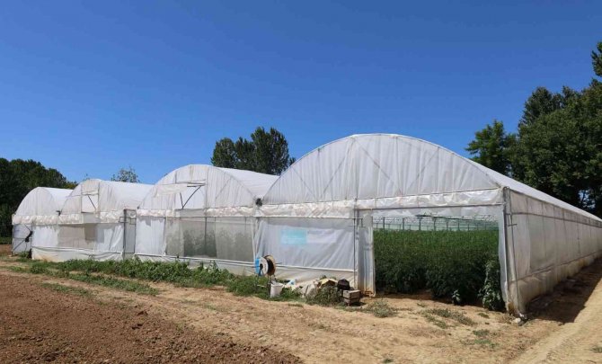 Büyükşehir’in Kurduğu Modern Seralardaki Verim Üreticiyi Sevindirdi